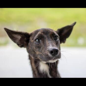 Edna -  Mixed Breed Dog for Adoption in Galveston, Texas - Edna | PetCurious