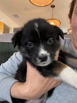 Mixed Breed Dogs Available for Adoption in Burbank, California - Shaggy | PetCurious