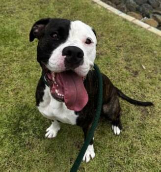 Huxley -  Pit Bull Terrier and Mixed Breed Dog for Adoption in Honolulu, Hawaii - Huxley | PetCurious