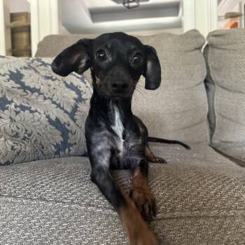 Willie Mae -  Dachshund and Chihuahua Dog for Adoption in Austin, Texas - Willie Mae | PetCurious