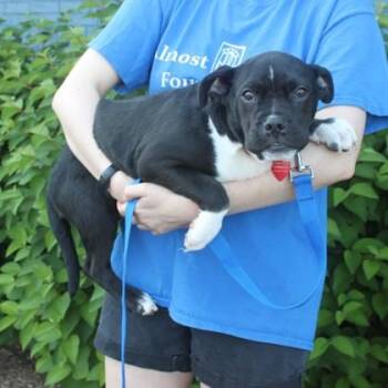Baby J -  Boston Terrier and Mixed Breed Dog for Adoption in Elk Grove Village, Illinois - Baby J | PetCurious
