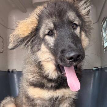 BRIGGS -  German Shepherd Dog and Keeshond Dog for Adoption in Union City, Pennsylvania - BRIGGS | PetCurious