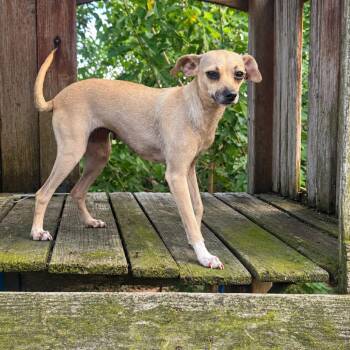 Doris D12446 -  Chihuahua and Italian Greyhound Dog for Adoption - Doris D12446 | PetCurious