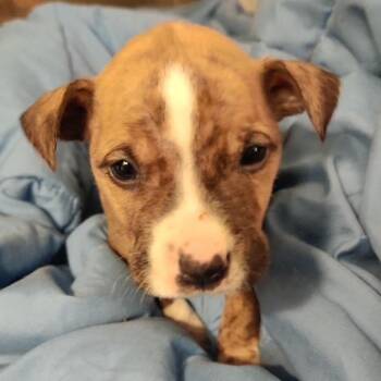 Pit Bull Terrier Dogs Available for Adoption in Dayton, Ohio - Maggie | PetCurious