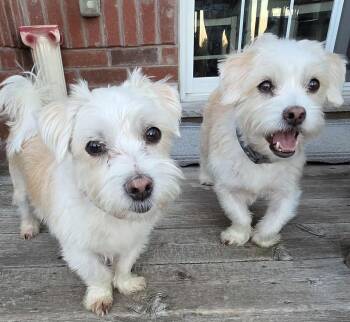 Rescue West Highland White Terrier Westie and Cairn Terrier Dogs for Adoption in Toronto, Ontario - Betti & Marli (bonded Pair) | PetCurious