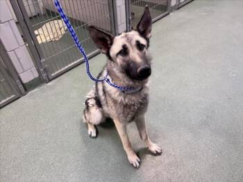 WILLA -  Mixed Breed Dog for Adoption in Santa Fe, New Mexico - WILLA | PetCurious
