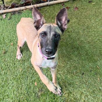 Pancake 2355 -  Mixed Breed Dog for Adoption in Hamilton, Georgia - Pancake 2355 | PetCurious