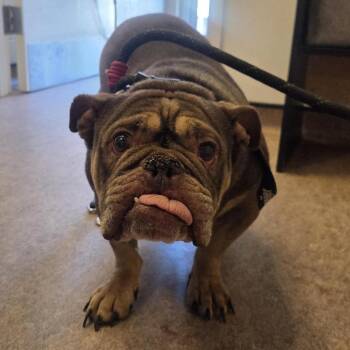 Madonna -  English Bulldog Dog for Adoption in Brentwood, Missouri - Madonna | PetCurious