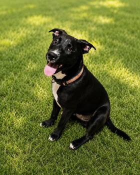 Galaxy -  Labrador Retriever and Mixed Breed Dog for Adoption in Houston, Texas - Galaxy | PetCurious
