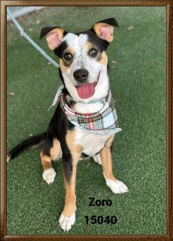 Rescue Terrier Dogs for Adoption in Marietta, Georgia - ZORO See Also ZAXBY | PetCurious