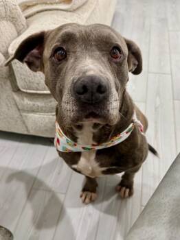 Groot Right Beside -  Pit Bull Terrier Dog for Adoption in Friendswood, Texas - Groot Right Beside | PetCurious