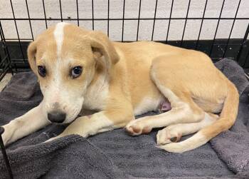 Rescue Mixed Breed and Hound Dogs for Adoption in Lockhart, Texas - Hutch | PetCurious