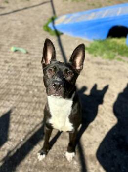 Pit Bull Terrier and Mixed Breed Dogs Available for Adoption - Charlotte | PetCurious