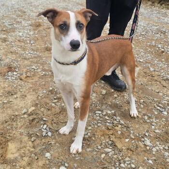 Ralphie -  Labrador Retriever and Mixed Breed Dog for Adoption in West Point, Mississippi - Ralphie | PetCurious