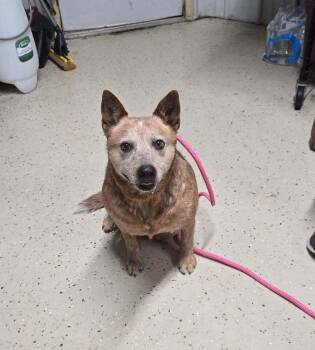 Ginger -  Australian Cattle Dog Blue Heeler Dog for Adoption in Mansfield, Ohio - Ginger | PetCurious