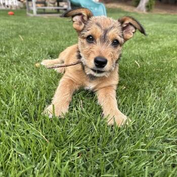 Ember -  Terrier and Schnauzer Dog for Adoption in Cashmere, Washington - Ember | PetCurious