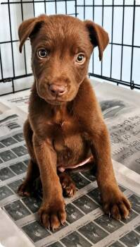 Gareth -  Labrador Retriever Dog for Adoption in Manchester, Connecticut - Gareth | PetCurious