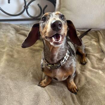 Dachshund Dogs Available for Adoption in Lorida, Florida - Slinky  | PetCurious