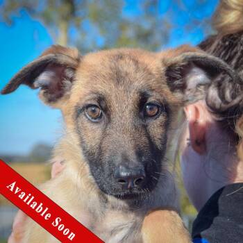 Rescue German Shepherd Dog and Belgian Shepherd Malinois Dogs for Adoption in Huntley, Illinois - Delilah | PetCurious