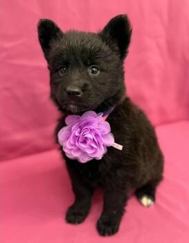 Flour -  Husky and German Shepherd Dog Dog for Adoption in Sedalia, Colorado - Flour | PetCurious