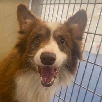 Cowboy -  Australian Shepherd and Mixed Breed Dog for Adoption in Fort Collins, Colorado - Cowboy | PetCurious