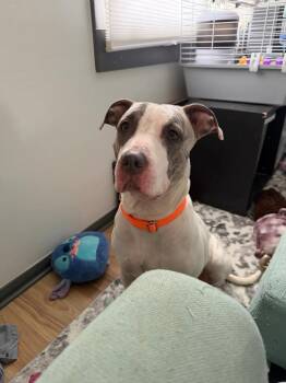 Stardust -  Great Dane and Pit Bull Terrier Dog for Adoption in Plain City, Ohio - Stardust | PetCurious