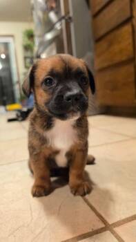 Abu -  Dachshund Dog for Adoption in Shawnee, Oklahoma - Abu | PetCurious