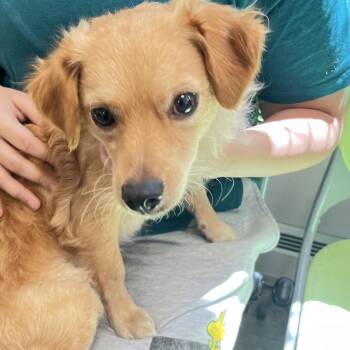 Machito -  Mixed Breed Dog for Adoption in Philadelphia, Pennsylvania - Machito | PetCurious