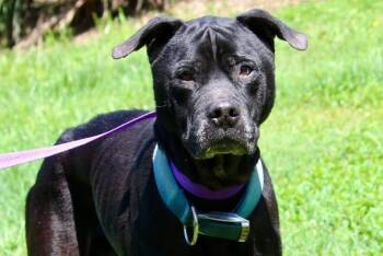 BUTCH -  Mixed Breed Dog for Adoption in Brazil, Indiana - BUTCH | PetCurious