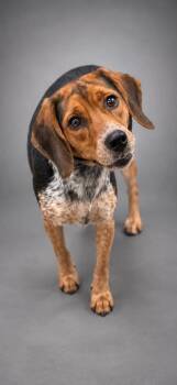 Roxy -  Beagle and Mixed Breed Dog for Adoption in Bowling Green, Kentucky - Roxy | PetCurious
