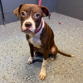 TUSC-Stray-85393_2_3_4 -  Pit Bull Terrier and Mixed Breed Dog for Adoption in Tuscaloosa, Alabama - TUSC-Stray-85393_2_3_4 | PetCurious