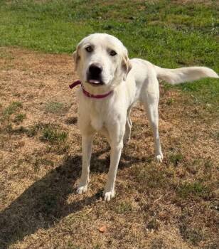SPONSOR OR FOSTER ME - Terri -  Labrador Retriever and Great Pyrenees Dog for Adoption in Grafton, Wisconsin - SPONSOR OR FOSTER ME - Terri | PetCurious
