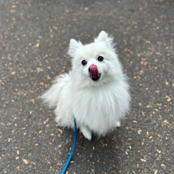 American Eskimo Dog Dogs Available for Adoption in Newberg, Oregon - Jenny | PetCurious