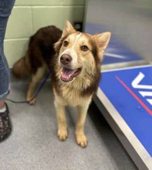 Rescue Shepherd and Mixed Breed Dogs for Adoption in Longview, Texas - Pepper | PetCurious
