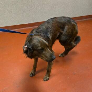 Retriever and Mixed Breed Dogs Available for Adoption - Major 6425 | PetCurious