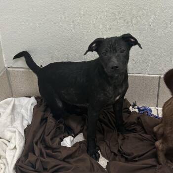 Pesto AKA Pork Pie -  Mixed Breed Dog for Adoption in Charleston, West Virginia - Pesto AKA Pork Pie | PetCurious