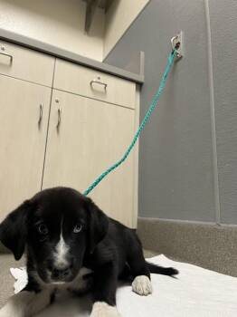STARRY -  Border Collie Dog for Adoption in Las Vegas, Nevada - STARRY | PetCurious