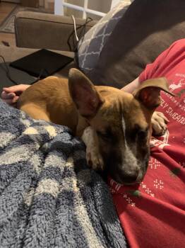 Cattle Dog and Mixed Breed Dogs Available for Adoption in Fort Collins, Colorado - Faye | PetCurious