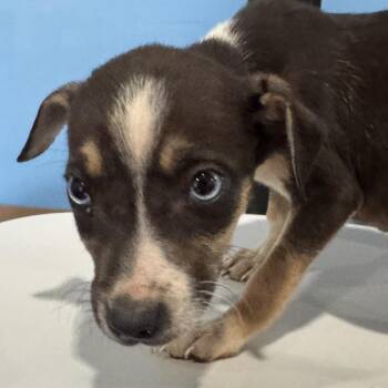 Chihuahua and Mixed Breed Dogs Available for Adoption in Lynchburg, Virginia - Simon | PetCurious