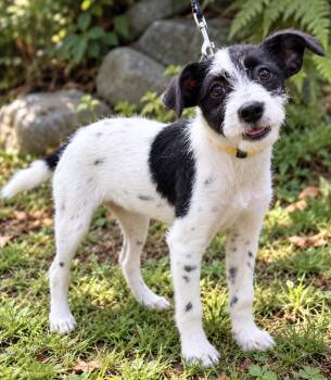 Lucy -  Chihuahua and Jack Russell Terrier Dog for Adoption in Puyallup, Washington - Lucy | PetCurious