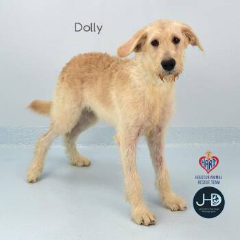 Dolly -  Irish Wolfhound and Mixed Breed Dog for Adoption - Dolly | PetCurious