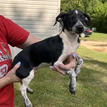 Dachshund and Terrier Dogs Available for Adoption in Toronto, Ontario - Glinda | PetCurious