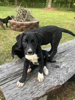 Emma “Lil E”  Magnificent 7 -  Labrador Retriever and Great Pyrenees Dog Available for Adoption in Gillsville, Georgia - Emma “Lil E”  Magnificent 7 | PetCurious