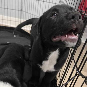 Woody -  Cattle Dog and Mixed Breed Dog for Adoption in Waco, Texas - Woody | PetCurious