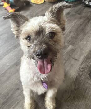 Rescue Wheaten Terrier and Papillon Dogs for Adoption in Omaha, Nebraska - Josie | PetCurious