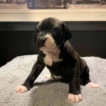 Boxer and Poodle Dogs Available for Adoption - ACDC | PetCurious