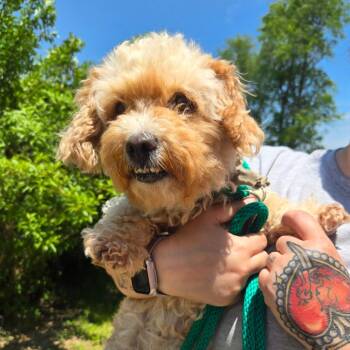 CT Asia avail Jun 13 (Four Town Craft Fair- Somers, CT) -  Maltese and Poodle Dog for Adoption in Eastford, Connecticut - CT Asia Avail Jun 13 (Four Town Craft Fair- Somers, CT) | PetCurious