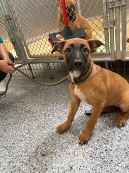 Kala -  German Shepherd Dog and Pit Bull Terrier Dog for Adoption in Burgaw, North Carolina - Kala | PetCurious