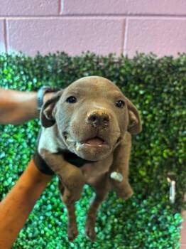 Mixed Breed Dogs Available for Adoption - 60677670 | PetCurious