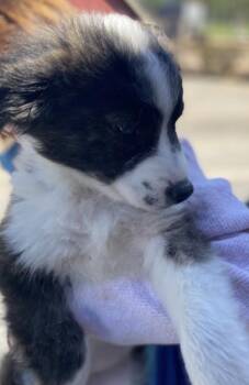 Border Collie and Labrador Retriever Dogs Available for Adoption in Coatesville, Pennsylvania - Border Collie Pups F | PetCurious